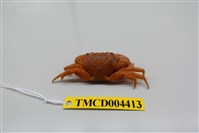 藏品(兇猛酋婦蟹)的圖片